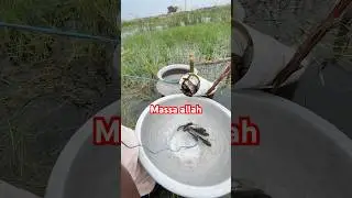 Unbelievable Traditional Fishing in Bangladesh 🇧🇩 | Amazing Fish Catch by Hand | Village Life USA
