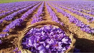 The Life Cycle of Saffron | Modern Agricultural Cultivation and Harvesting of Saffron