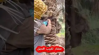 منشار ترددي لتكريب النخيل