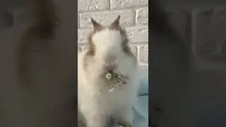 funny and rabbit fast food #animals #viral #shortsviral