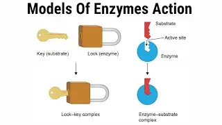 Models Of Enzyme Action (Lock And Key Model/Induced Fit Model) In Hindi/Urdu.