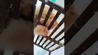 simba 😼😼#ytshorts #shortvideo #simba #viral