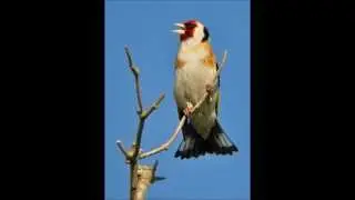 صوت الحسون الأصلي - Stieglitz Major Beste Gesang - Le roi du chardonneret 2013