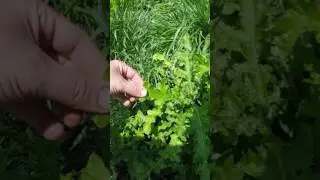 Identification and Control of Canada Thistle
