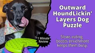 Dog Puzzle & Slow Feeder Review: Nina Ottosson by Outward Hound in 60 Seconds
