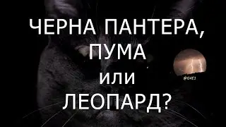 Пума или леопард? Какво търси(м) в България?