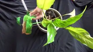 Lida Abdul helps revive the houseplants