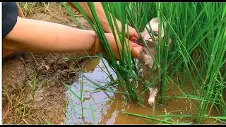 🐒Harvest chili peppers and sell milk for baby monkey KaKa Help baby monkey KaKa have a better life