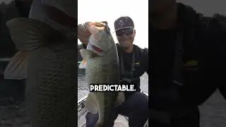 How to Catch Bass on HOT DAYS 🔥🎣 #fishing