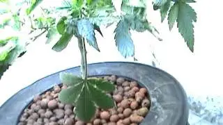 Super Veg 2011 June Garden Update