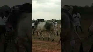 court entry in biig size bulls