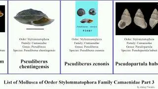 List of Mollusca of Order Stylommatophora Family Camaenidae Part 3 papuina sphaerospira sinumelon