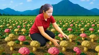 Colhendo Centenas De Cogumelos De Palha V&atilde;i Ao Mercado Para Vender | Lotus Farm Life
