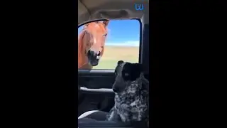 The Perfect Mix of Silly and Smart 🐕😂