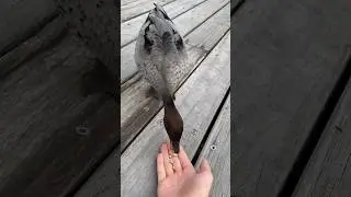 Feeding An Australian Wood Duck #ducks #birds #shorts