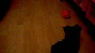Mando the Yorkshireterrier vs. The (not that much moving) Ball