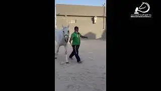 HDBA AL SHAHEEN (KSA)  2018