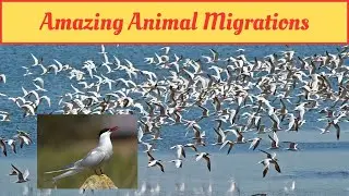 Amazing Animal Migrations #animals #animal #migration #nature #facts #animalscience #science #life