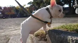 french bulldog in japanese.