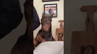 Dogs get zoomies in the tiniest spaces 🤪 #dog #cat #fyp #viral #funnyvideos