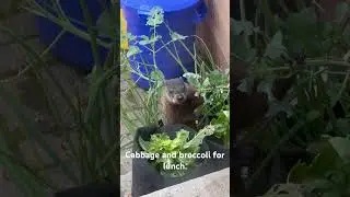 Hungry Groundhog  #shorts  #garden #groundhog #cute #plants #food #funny #love #eating #lol #love