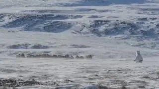 Musk Oxen React to Polar Bear Charge | WCS