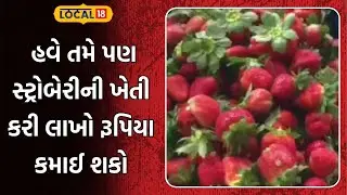 Gujarat Farming | હવે તમે પણ સ્ટ્રોબેરીની ખેતી કરી લાખો રૂપિયા કમાઈ શકો | Strawberry | Gujarat