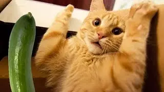 Cats and Cucumbers Compilation (2021) - Funny Cats Reaction