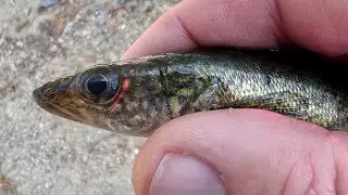 Walleye Tagging on the Great Sacandaga Lake