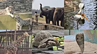 Nehru Zoological Park Hyderabad | New Animals l Zoo  Moments2026 #youtube 