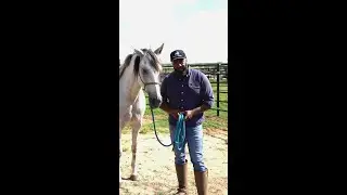 Bits vs. Bitless: The Truth About Which is Better for Your Horse