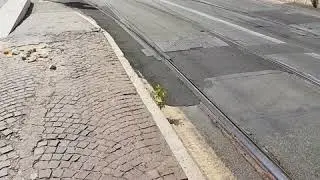 Roma rotaie di tram nei pressi di porta del popolo