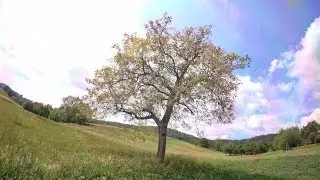 Das B&auml;umchen