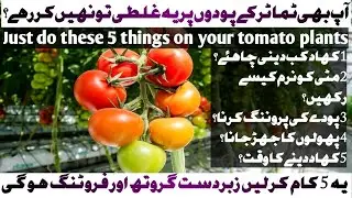 5 tips for tomato plant | just do these simple things | max production | full information