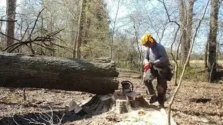 Stihl ms 661 Felling PinOak 2