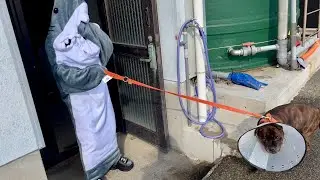はまゆう末っ子。サメのコスプレで散歩する。