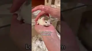 Bedding Sample #pets #hamster