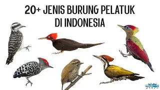 20+ Jenis Burung Pelatuk (Woodpecker) di Indonesia