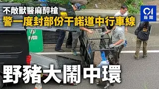 野豬大鬧中環　警一度封部份干諾道中行車線｜01新聞｜康樂廣場｜環球大廈｜花圃｜市區｜漁護署