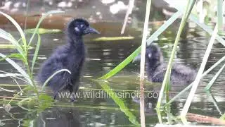 Cutest little fur ball fluff ball chicks: White-breasted Waterhen bachha party at Wilderness Orchard