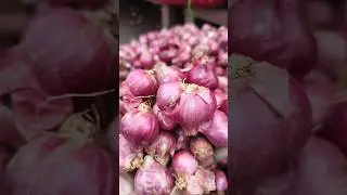 12-01-2026 Number one best quality shallots
