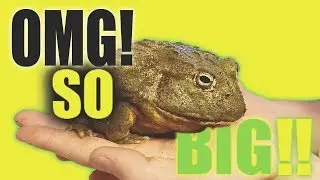 MONSTER FROGS!
