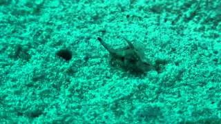 アマクサウミコチョウウ　Gastropteron bicornutum(Baba ＆　Tokioka, 1965)