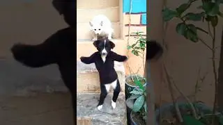 🎵 Dancing Dog Delight | Funny Dog Dance Shorts | Tail TalesShorts | Dog Dancing | Cute & Funny Pets