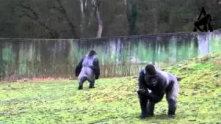 Gorilla Walks Like A Man - Part 2