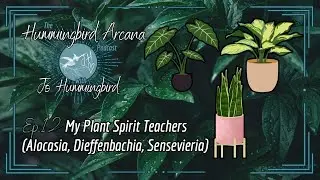 My Plant Spirit Teachers (Alocasia, Dieffenbachia, Sansevieria) - Ep.12 Hummingbird Arcana Podcast