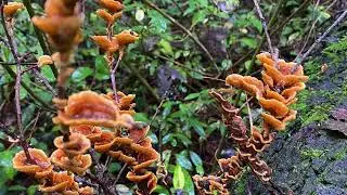 Un Albero Lungo Un Anno - Autunno
