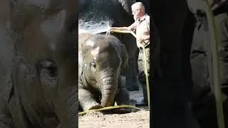 Elephant and a zoo keeper #animals #animals #cuteanimals #viralvideo