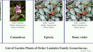 Garden Plants of Order Lamiales Family Gesneriaceae
