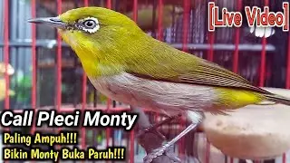 SUARA PANGGILAN PLECI MONTY AMPUH UNTUK PANCINGAN PLECI MONTY AGAR BUKA PARUH
